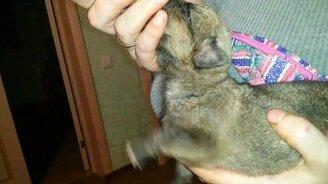 Кормёжка в свободном стиле - смотреть видео (0:17)