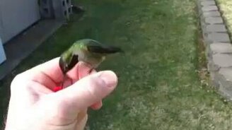 Приручил колибри - смотреть видео (1:03)