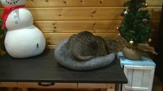 Рождественские коты - смотреть видео (1:37)