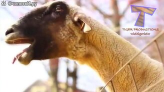 Звериные звуки в сборке - смотреть видео (4:53)