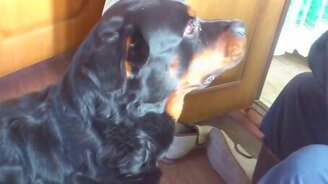 Верный помощник в быту - смотреть видео (1:09)