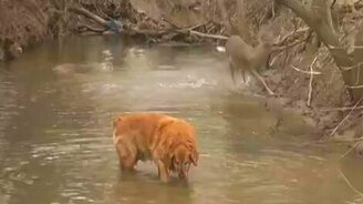 Встретились собака и оленёнок - смотреть видео (1:46)