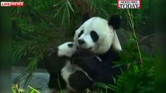 Воссоединение семьи панд - смотреть видео (1:04)