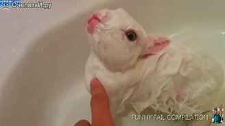 Приколы уходящего 2014 года - смотреть видео (4:19)