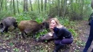 Ручные дикие кабаны - смотреть видео (3:06)