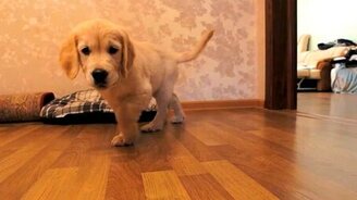 Щенок в замедленной съёмке - смотреть видео (0:28)