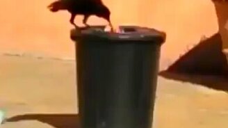 Ворона-дворник - смотреть видео (0:40)