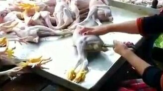 Готовят курицу к продаже - смотреть видео (0:50)