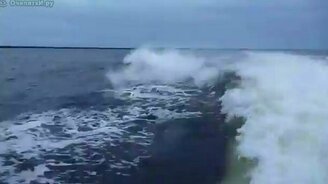 Столковение дельфинов - смотреть видео (0:20)