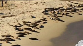 Морске котики балдеют на пляже - смотреть видео (3:02)