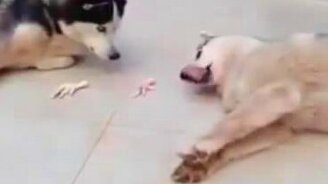 Поделись со мной куриной лапкой! - смотреть видео (0:43)