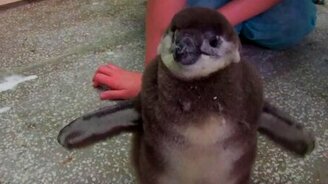 Моменты жизни пингвинёнка - смотреть видео (4:28)