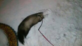 Реакция хорька на первый в жизни снег - смотреть видео (1:58)