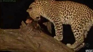 Леопард усыновил малыша бабуина - смотреть видео (4:39)