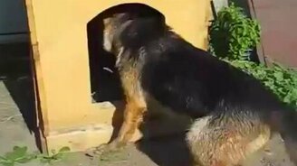 Никак не вытащит палку из будки - смотреть видео (1:12)