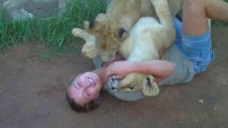 Два львёнка побороли девушку - смотреть видео (1:01)