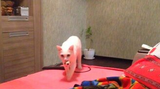 Белый котик носит апорт - смотреть видео (1:25)