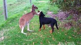 Кенгуру играет с ротвейлером - смотреть видео (1:25)