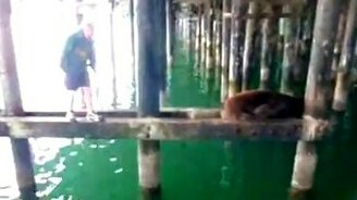 Чего разбудил!? - смотреть видео (0:26)