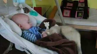 Хорёк отнимает игрушку у малыша - смотреть видео (0:32)