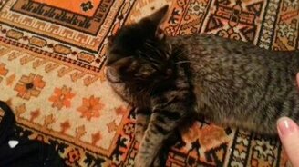 Киска-мурлыска - смотреть видео (0:49)