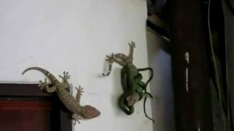 Геккон спас товарища - смотреть видео (3:04)