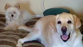 Получил хвостом по морде - смотреть видео (0:52)