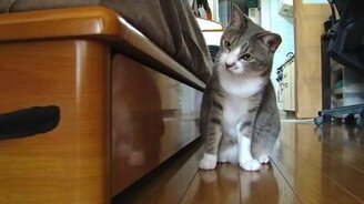 Кот, ты чего хочешь? - смотреть видео (1:30)