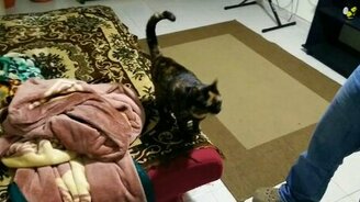 Моя дрессированная кошка - смотреть видео (0:39)