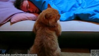 Кошки-будильники - смотреть видео (1:18)