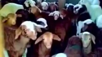 Послушные барашки - смотреть видео (0:25)