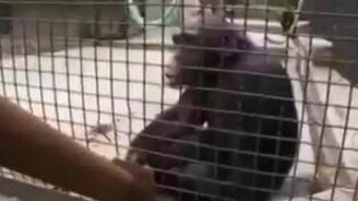 Обезьяна снаружи или внутри? - смотреть видео (1:49)