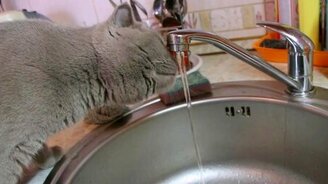 Кот лакает воду из крана - смотреть видео (0:48)