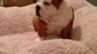 Когда щенку не спится - смотреть видео (1:00)