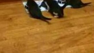 Прошу к столу, кошечки! - смотреть видео (0:07)