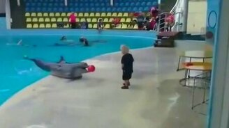 Дельфин и мальчик играют в мячик - смотреть видео (2:09)