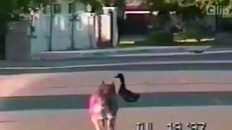 Утка обхитрила собаку - смотреть видео (0:23)