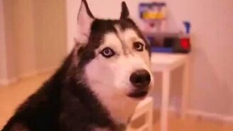 Лайка-певица - смотреть видео (0:41)