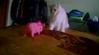 Кот против хрюшки - смотреть видео (1:17)