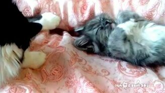 Вставай, уже новый год наступил - смотреть видео (0:52)