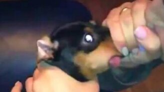 Надула собаку - смотреть видео (0:10)