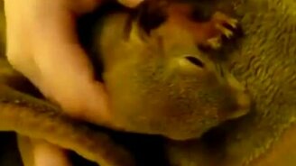 Как ругается белка - смотреть видео (1:07)