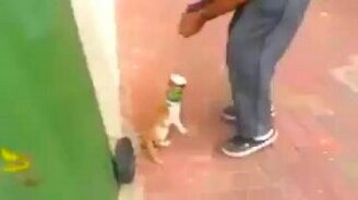 Спас котёнка от смерти - смотреть видео (1:53)