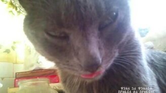 Похотливый кот - смотреть видео (0:44)