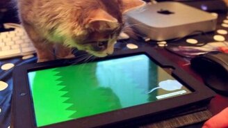 Современная кошачья охота - смотреть видео (0:26)