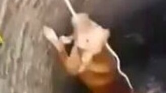 Когда собака умнее спасателей - смотреть видео (2:49)