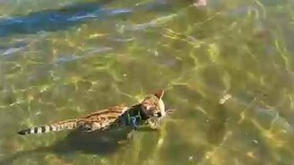 Кот - любитель поплавать - смотреть видео (1:30)