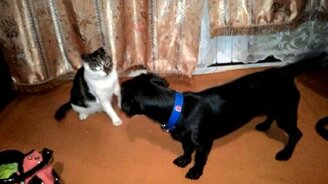 Бой без правил: кошка против таксы - смотреть видео (1:22)