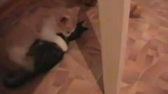 Замес котят на ринге - смотреть видео (4:43)