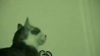 Кот гоняется за призраком - смотреть видео (1:41)